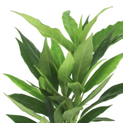 Image showing 6 th National Plant Network 3 gal. Aucuba Green