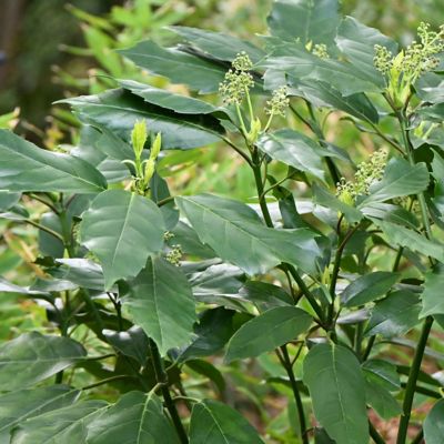 Image showing 7 th National Plant Network 3 gal. Aucuba Green