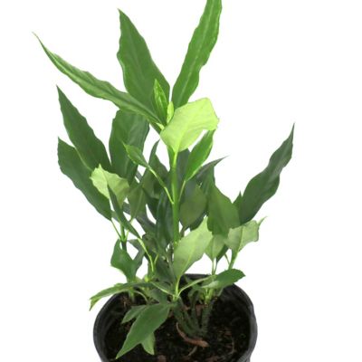 Image showing 8 th National Plant Network 3 gal. Aucuba Green