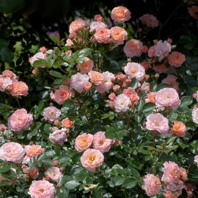 Image showing  3 gal. Drift Rose Apricot