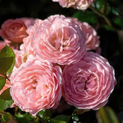 Image showing  3 gal. Drift Rose Apricot