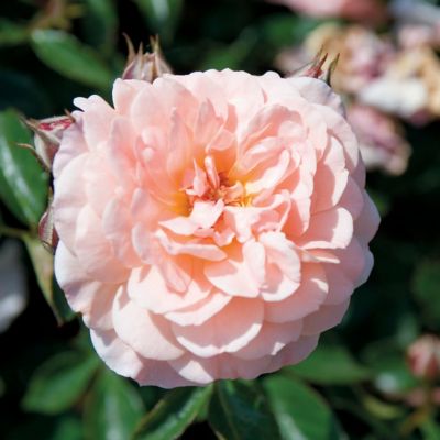 Image showing  3 gal. Drift Rose Apricot