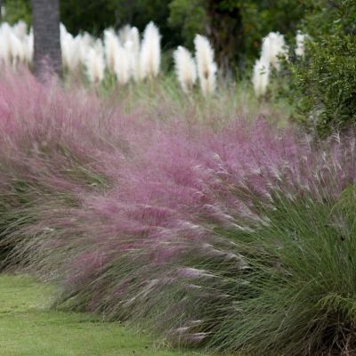 Image showing  3 gal. Pink Muhly Grass