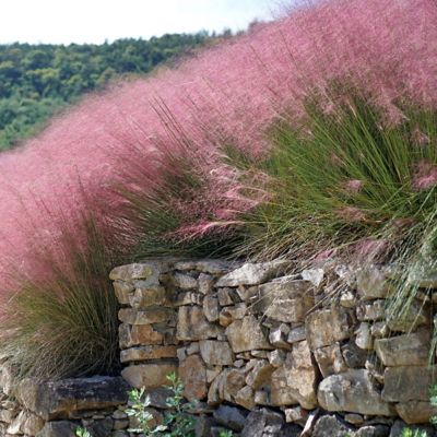 Image showing  3 gal. Pink Muhly Grass