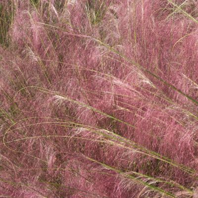 Image showing  3 gal. Pink Muhly Grass