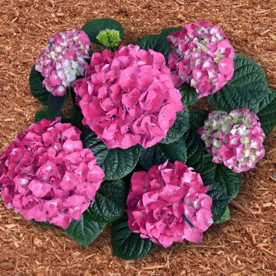 Image showing  3 gal. Hydrangea Merritt's Supreme Pink