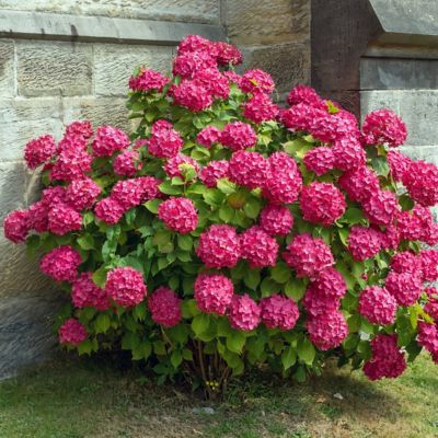 Image showing  3 gal. Hydrangea Merritt's Supreme Pink