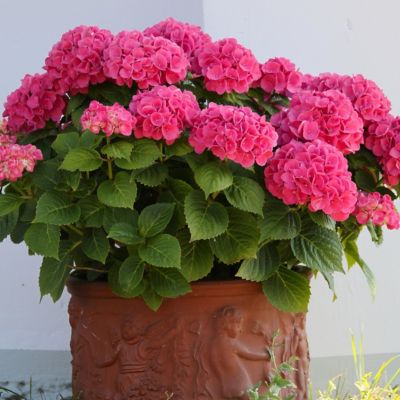 Image showing  3 gal. Hydrangea Merritt's Supreme Pink