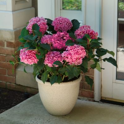 Image showing  3 gal. Hydrangea Merritt's Supreme Pink