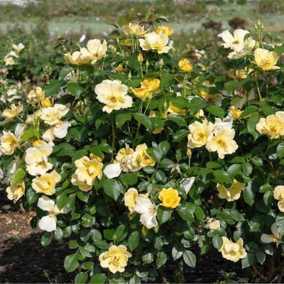 Image showing 1 th National Plant Network 3 gal. Knock Out Rose Easy Bee-zy