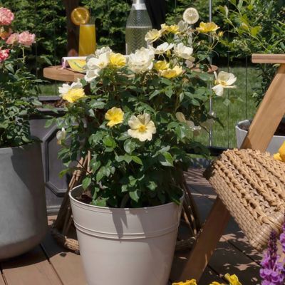 Image showing 4 th National Plant Network 3 gal. Knock Out Rose Easy Bee-zy