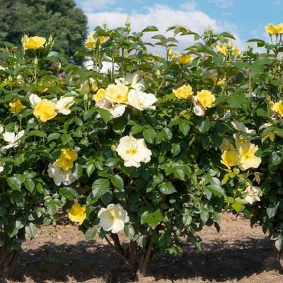 Image showing 5 th National Plant Network 3 gal. Knock Out Rose Easy Bee-zy