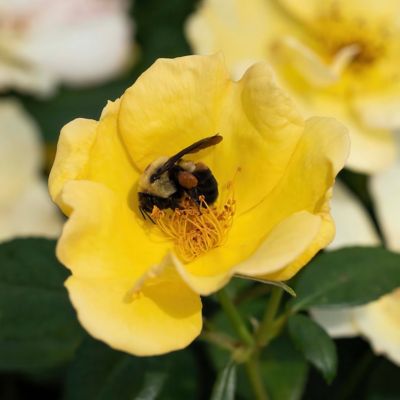Image showing 6 th National Plant Network 3 gal. Knock Out Rose Easy Bee-zy