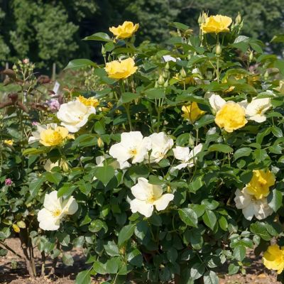 Image showing 7 th National Plant Network 3 gal. Knock Out Rose Easy Bee-zy