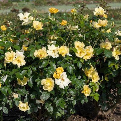 Image showing 8 th National Plant Network 3 gal. Knock Out Rose Easy Bee-zy