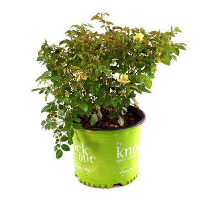 Image showing 9 th National Plant Network 3 gal. Knock Out Rose Easy Bee-zy