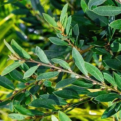 National Plant Network 3 gal. Dystillium Bayou Bliss