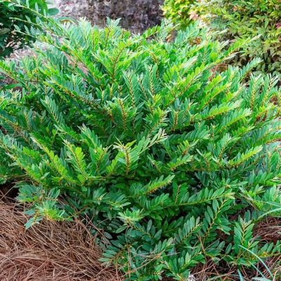 Image showing  3 gal. Dystillium Bayou Bliss