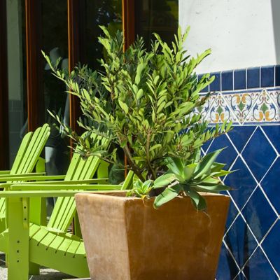 Image showing  3 gal. Dystillium Bayou Bliss