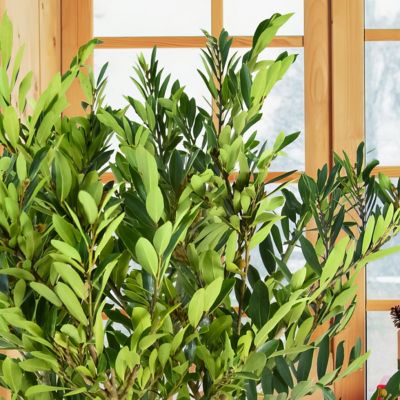 Image showing  3 gal. Dystillium Bayou Bliss