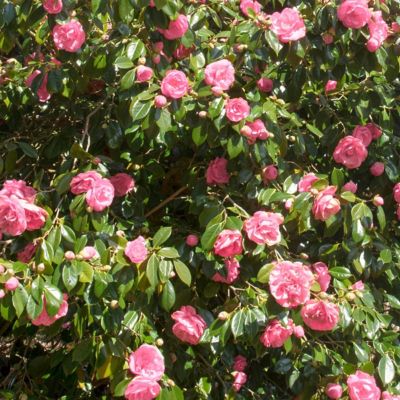 Image showing  3 gal. Camellia Debutante