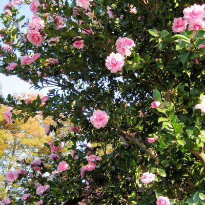 Image showing  3 gal. Camellia Debutante