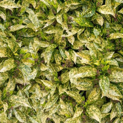 Image showing  3 gal. Acuba Gold Dust