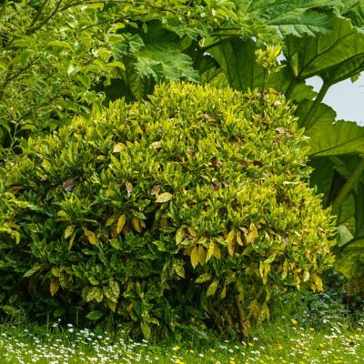 Image showing  3 gal. Acuba Gold Dust