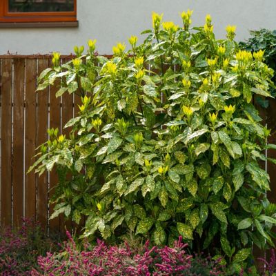 Image showing  1 gal. Acuba Gold Dust