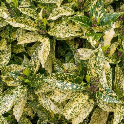 Image showing  1 gal. Acuba Gold Dust