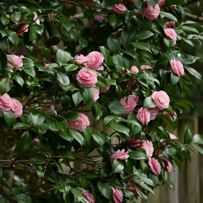 Image showing  1 gal. Camellia Pink Perfection