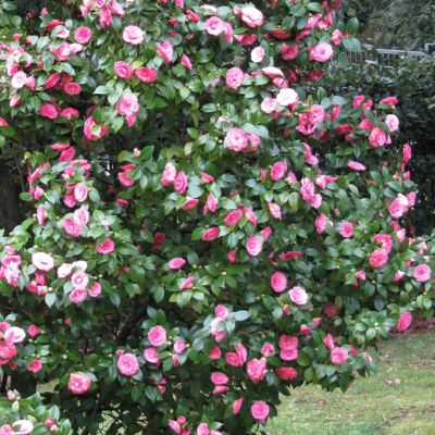 Image showing  1 gal. Camellia Pink Perfection