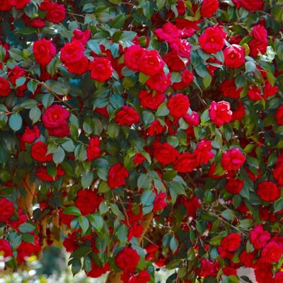 Image showing 5 th National Plant Network 3 gal. Camellia Kramer Supreme