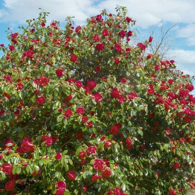 Image showing 8 th National Plant Network 3 gal. Camellia Kramer Supreme