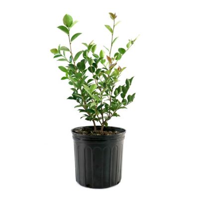 Image showing 9 th National Plant Network 3 gal. Camellia Kramer Supreme