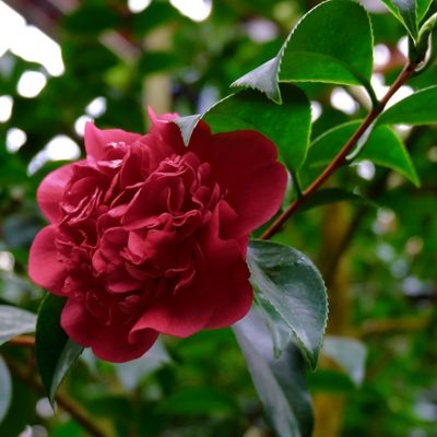 Image showing  3 gal. Camellia Black Magic