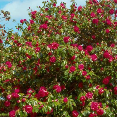 Image showing  3 gal. Camellia Black Magic