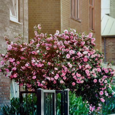 Image showing  1 gal. Camellia Taylors Perfection