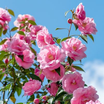 Image showing  1 gal. Camellia Taylors Perfection