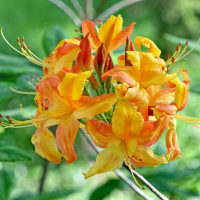 National Plant Network 3 gal. Native Azalea Orange Marmalade