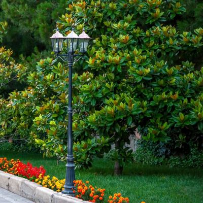 Image showing  3 gal. Magnolia Little Gem