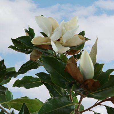 Image showing  3 gal. Magnolia Little Gem