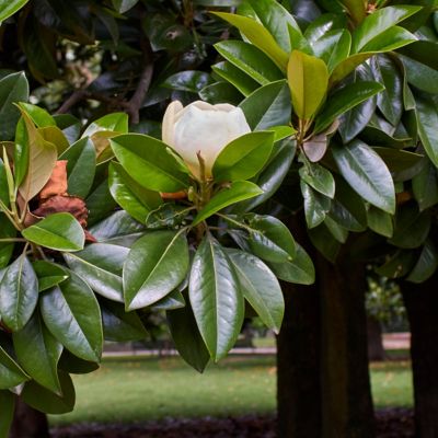 Image showing  3 gal. Magnolia Little Gem