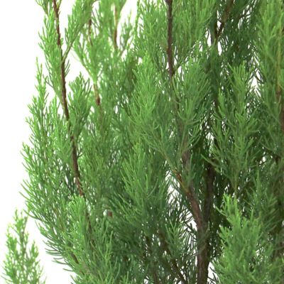 Image showing  1 gal. Juniper Brodie