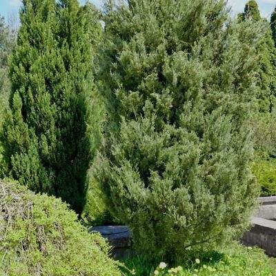 Image showing  1 gal. Juniper Brodie