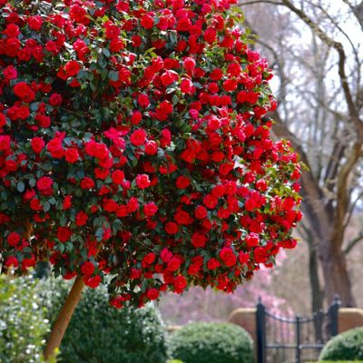 Image showing  1 gal. Camellia Kramer Supreme