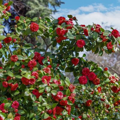 Image showing  1 gal. Camellia Kramer Supreme