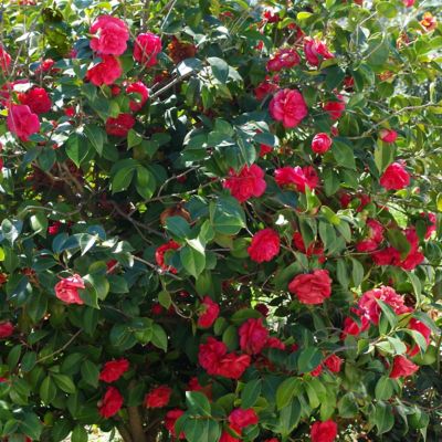 Image showing 6 th National Plant Network 1 gal. Camellia Kramer Supreme