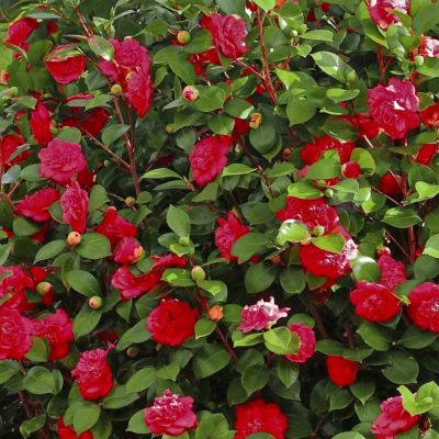 Image showing 7 th National Plant Network 1 gal. Camellia Kramer Supreme