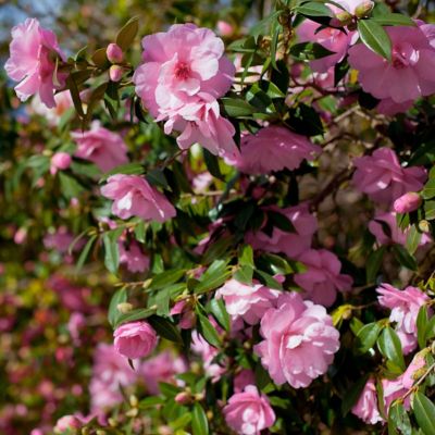 Image showing  3 gal. Camellia Taylors Perfection